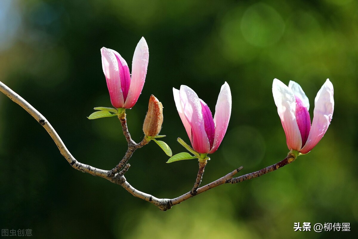 手机拍摄花朵的摄影技巧,拍照技术技巧花朵