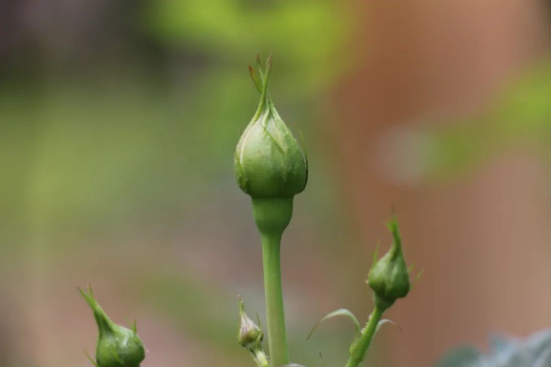 蔷薇月季和玫瑰有什么区别吗,你分得清玫瑰蔷薇和月季的区别吗