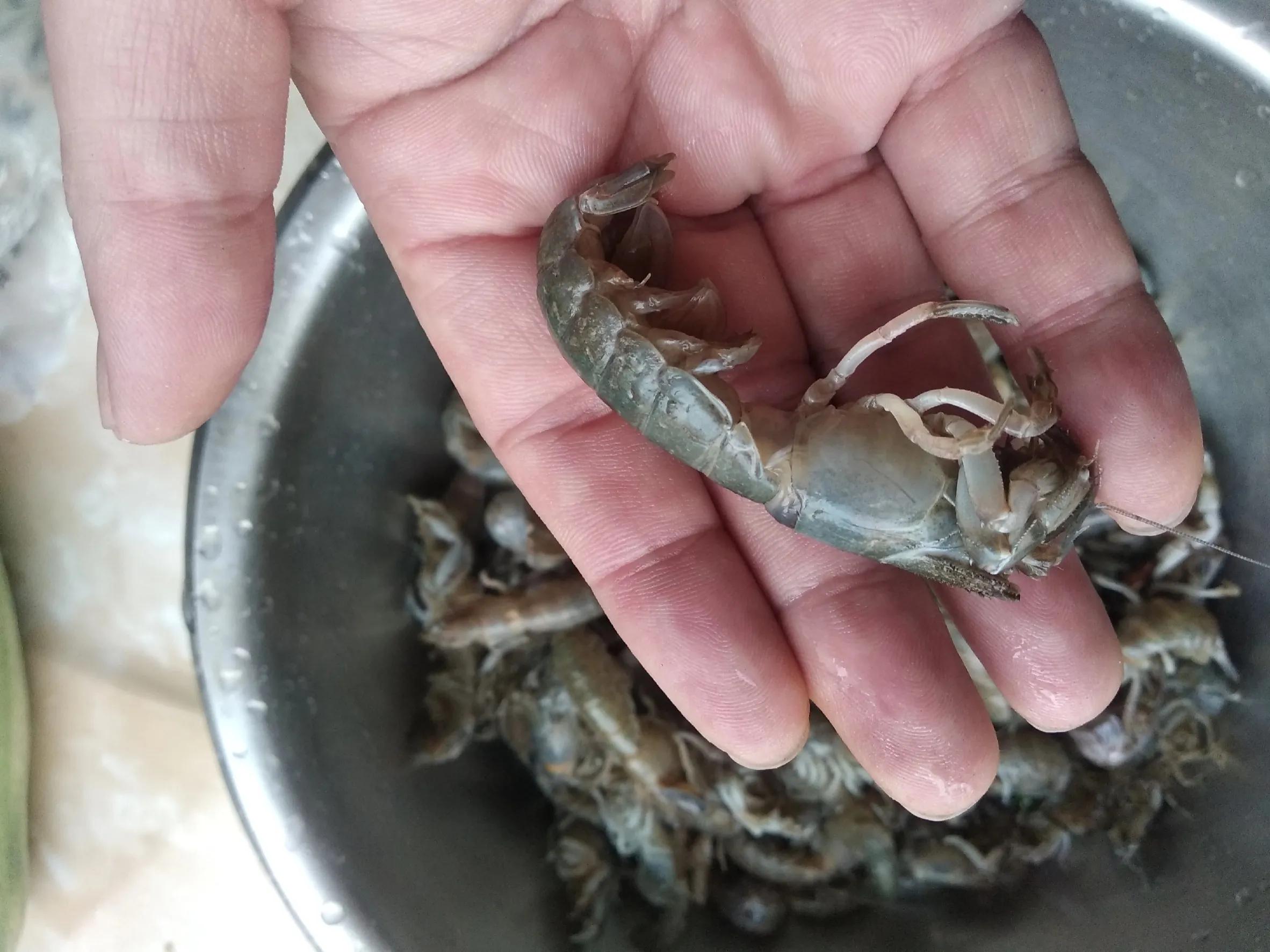 冬季大连必吃的美食排行榜,大连美食推荐必吃螃蟹