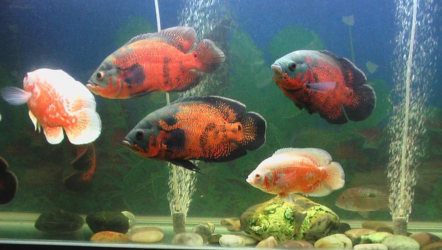 地图鱼好养吗爱生病吗,地图鱼生病的症状