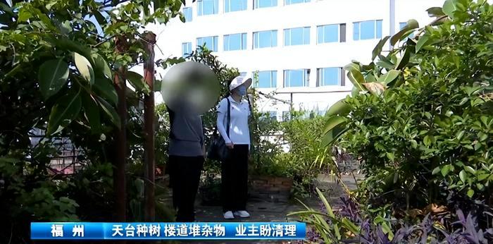 顶楼居民楼顶种榕树,楼顶种榕树后续