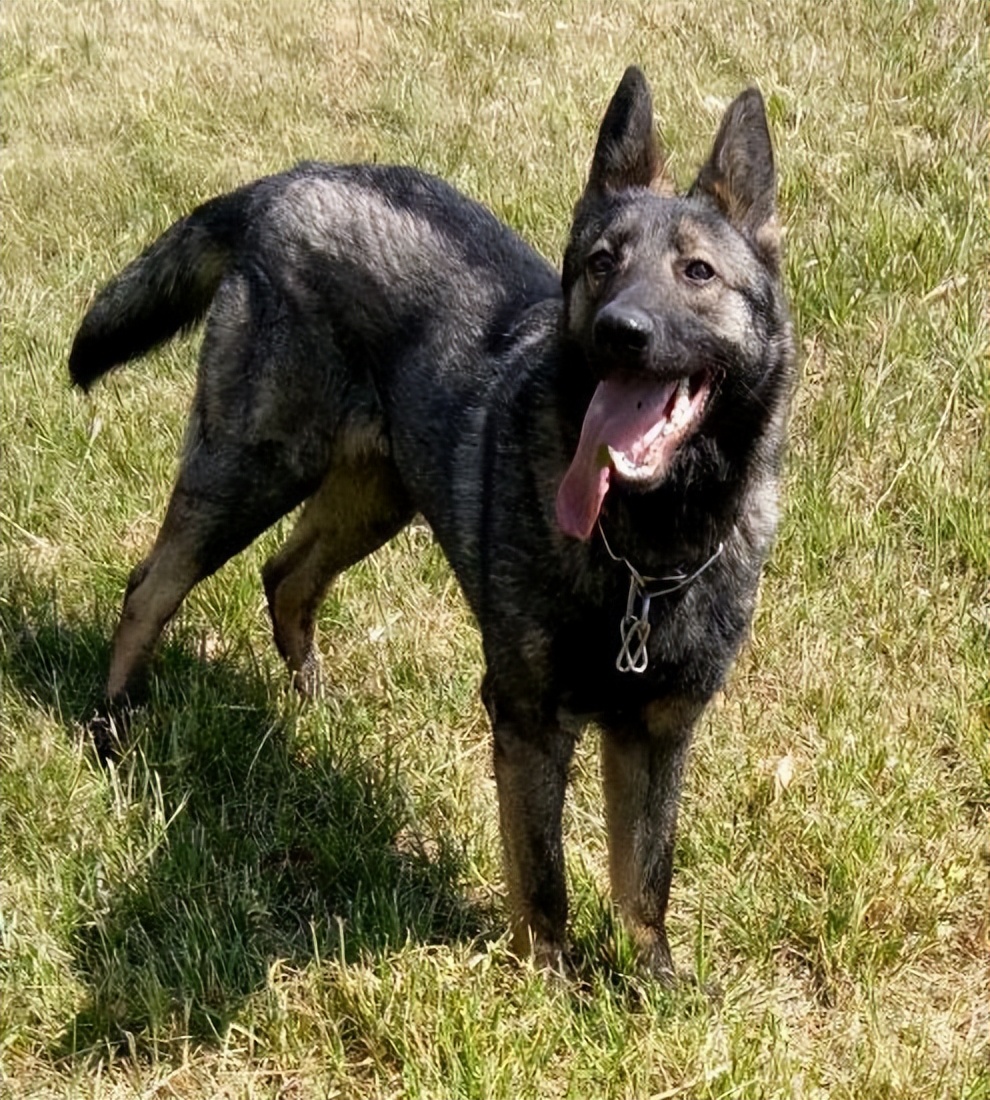 昆明犬的4大优点谁养谁知道,昆明犬为啥越养越瘦