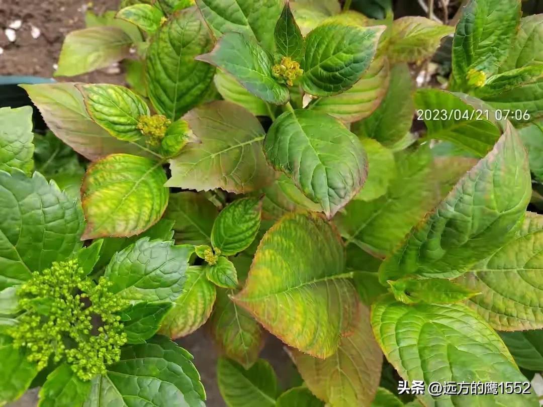 纱织小姐绣球是新老枝开花吗,绣球纱织小姐开花后的养护