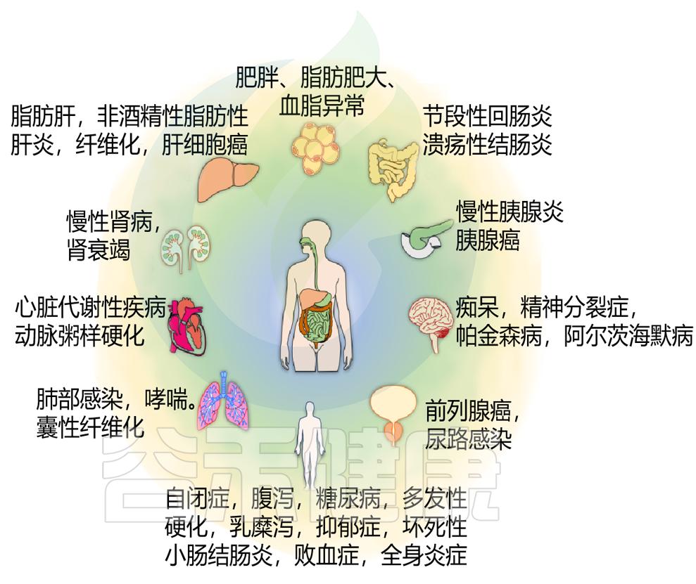 肠道微生物学最新研究,肠道微生物学基础知识