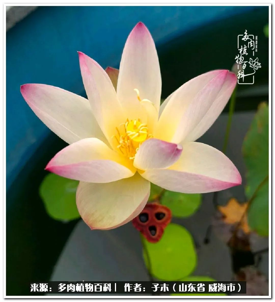 法师多肉成长史,法师多肉新手教程