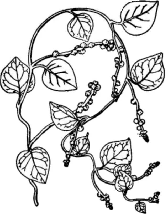 木耳菜能生吃的吗,木耳菜可以随便吃吗