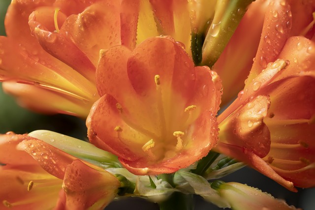 君子兰属兰花,君子兰兰花咋养