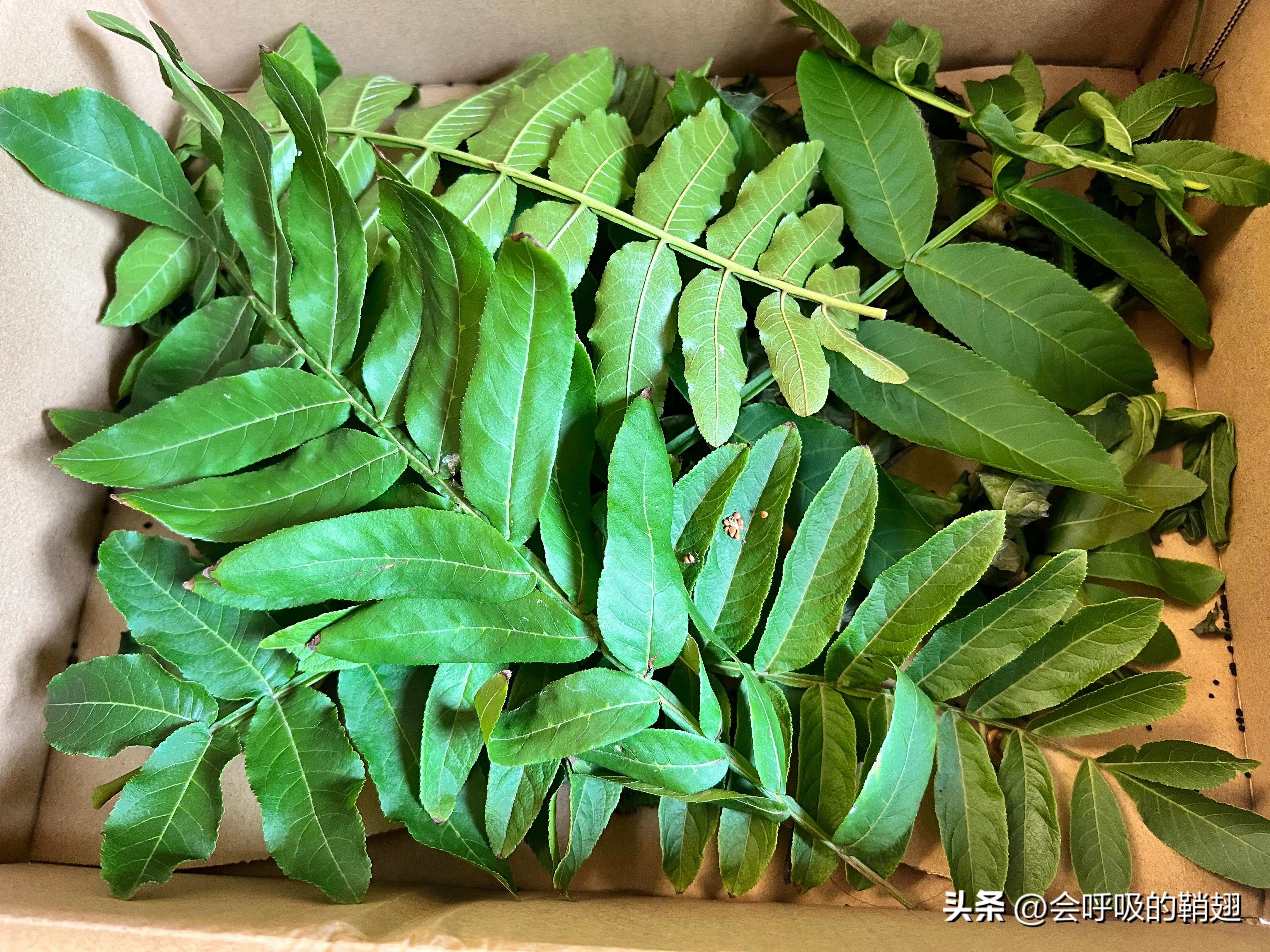 大蚕蛾饲养记录,华尾大蚕蛾饲养方法