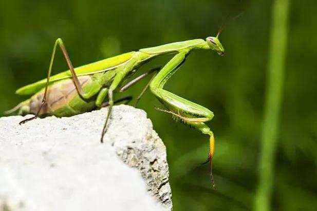 螳螂吃掉自己丈夫的头,螳螂为什么吃掉配偶螳螂吃蛇