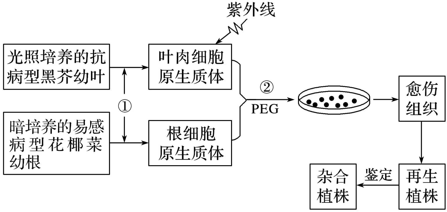 高中生物细胞工程知识点归纳,高二细胞工程的易错点