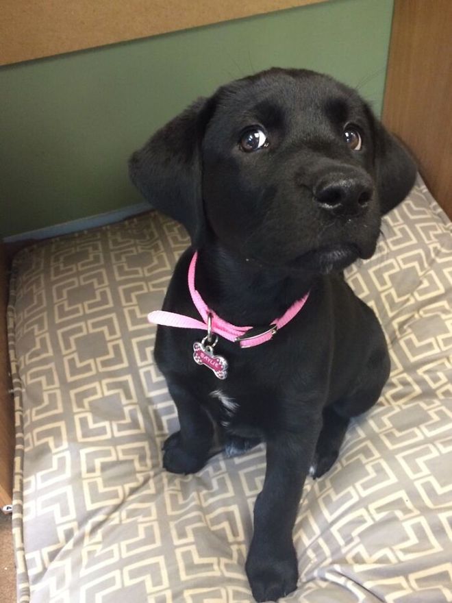 如何和狗互相交流,如何正确与狗狗互动