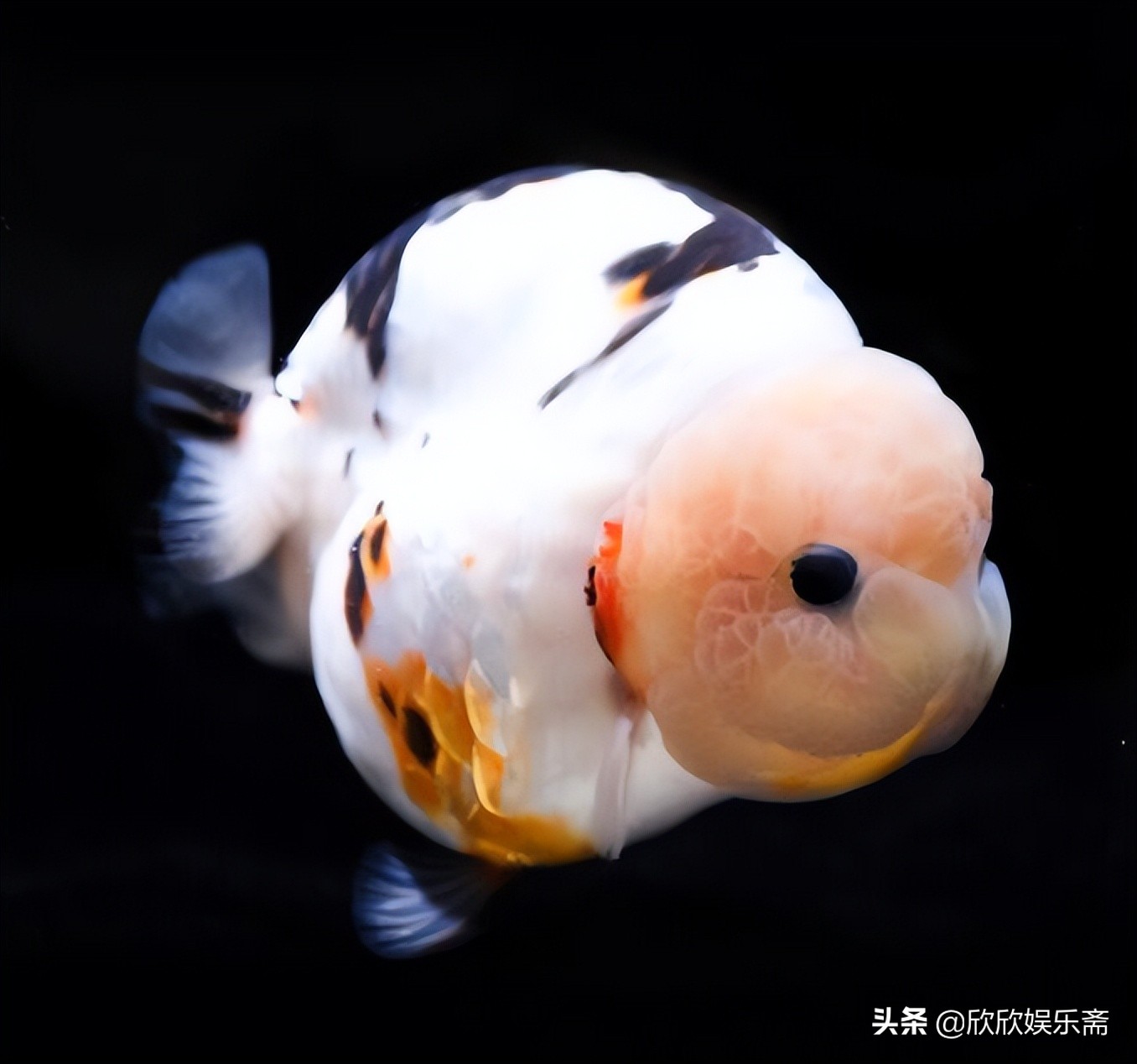 兰寿金鱼可以养在草缸吗,兰寿鱼缸开缸教程