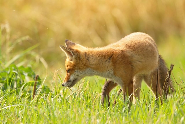 现在农村搞养殖养什么好,2022年回农村养殖什么好