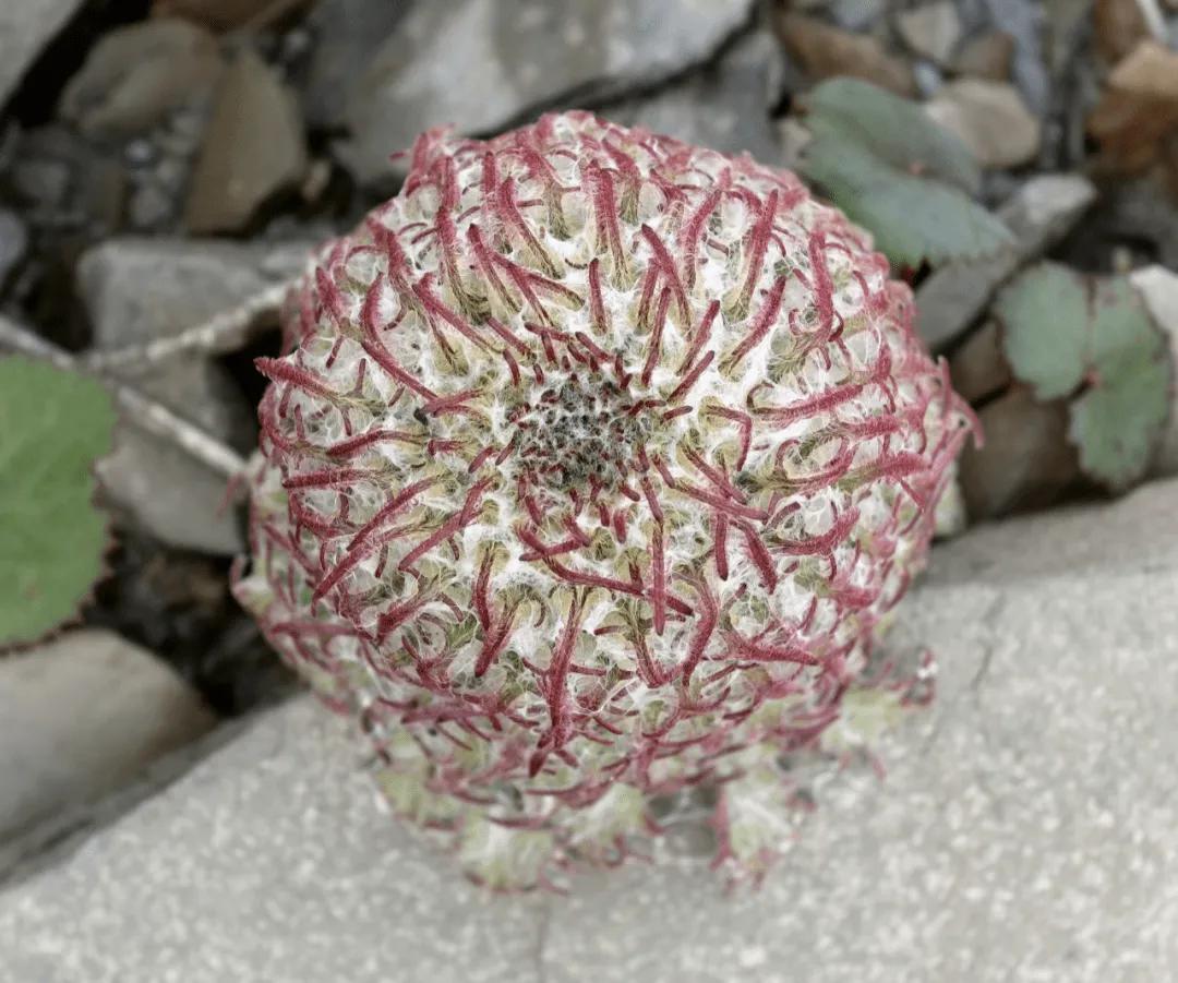 真刑，又有博主采挖“青藏雪莲花”！5-7年开花一次，开完就死亡