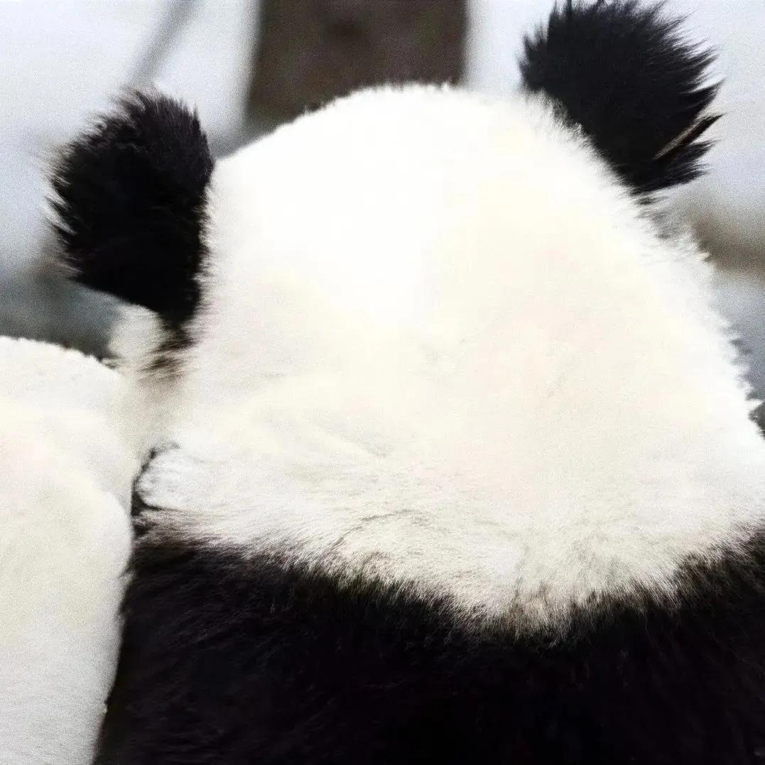 可爱的动漫情侣头像,情侣头像可爱小盆友