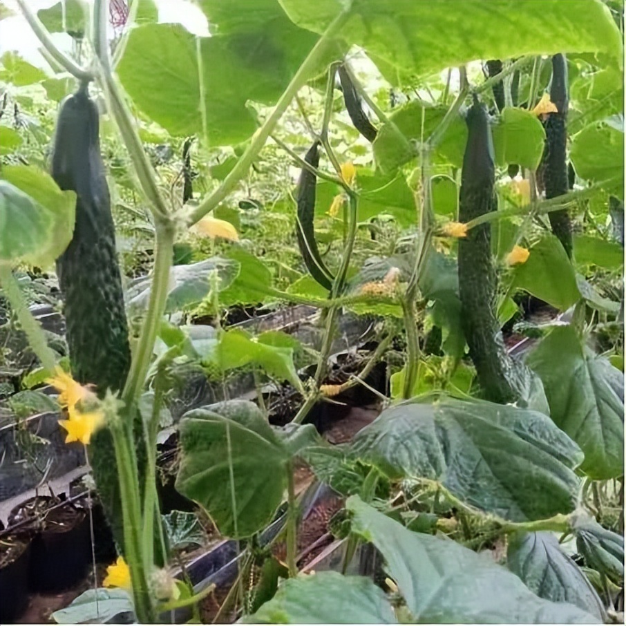 全国三大研学示范营地,三所基地