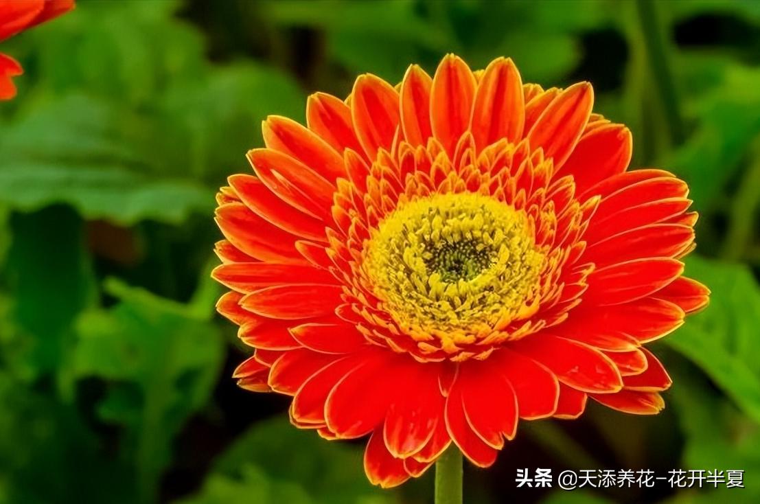 扶郎花的花语和寓意150字简介,扶郎花的花语和寓意