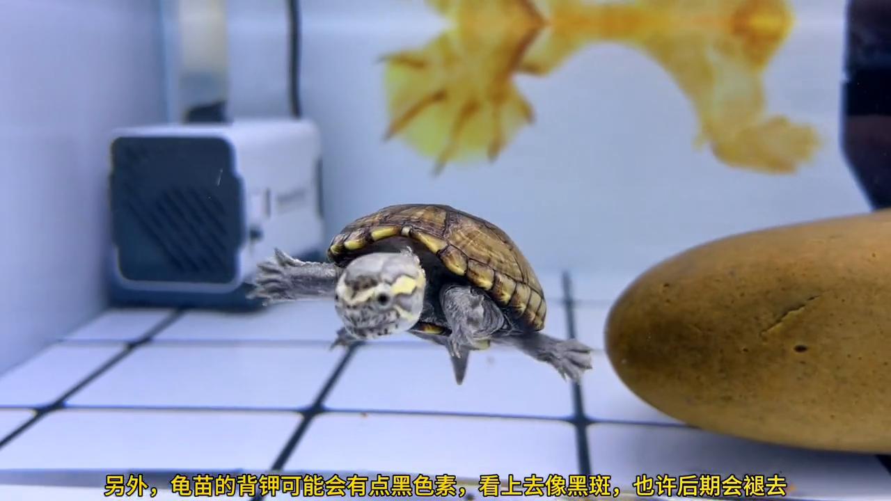 西非龟背甲黑斑,小青龟背甲黑斑