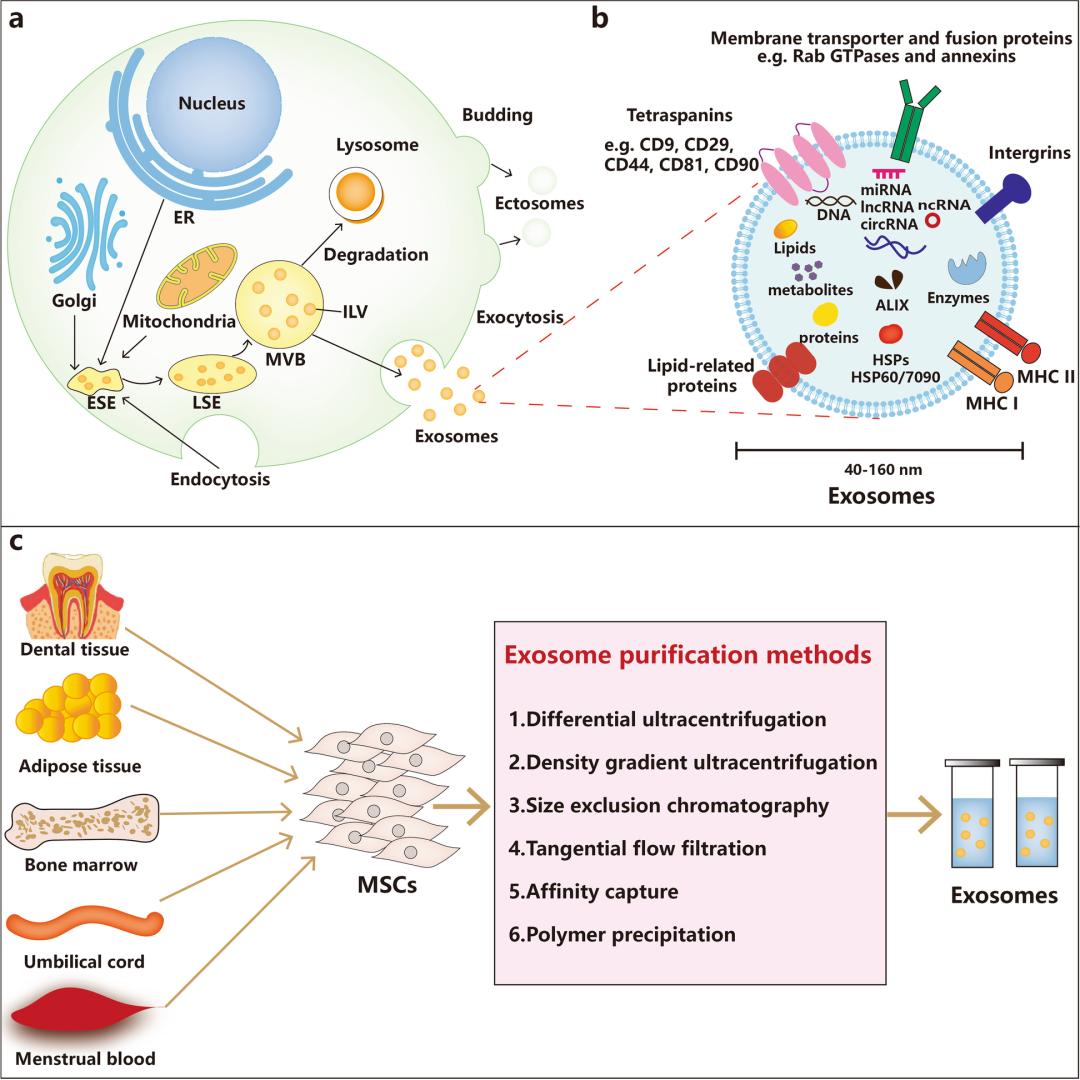 干细胞治疗辐射损伤,央视对于干细胞治疗疾病的报道