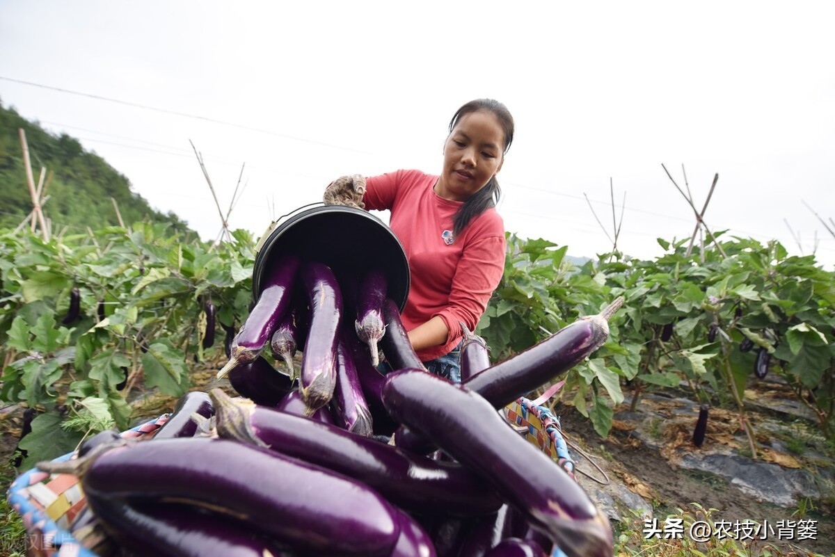 颜色不同的蛋白,各种规格鱼蛋白