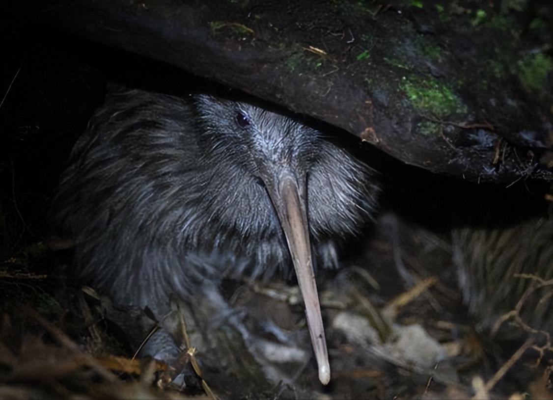 新西兰的几维鸟属于什么类型,新西兰的几维鸟有什么样的形态