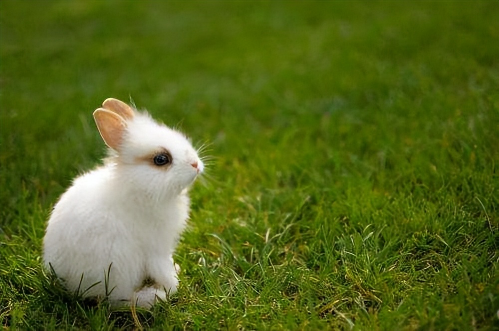 兔子拉软便但是精神很好,兔子软便很臭怎么办