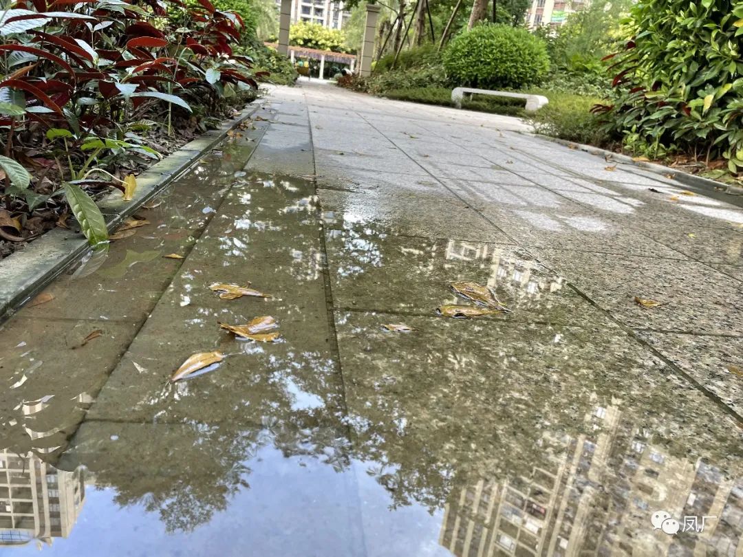 容桂东部：凤凰湾入秋了（多图）