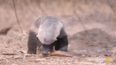 大鹅和平头哥,平头哥最新比赛谁赢了