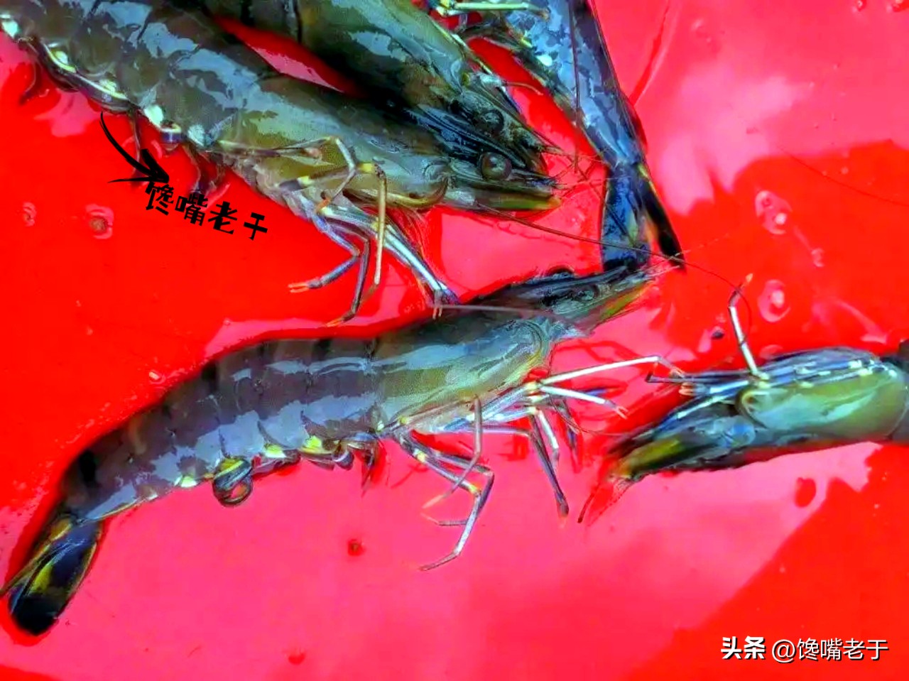 买虾不可以挑大小吗,买虾怎么挑选最好