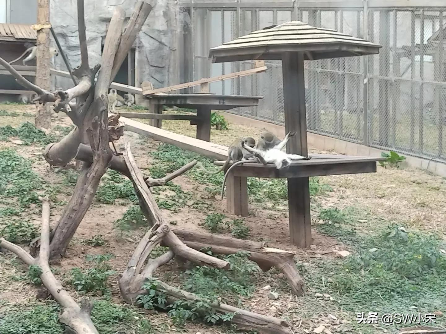 广州长隆野生动物园游玩路线攻略,广州长隆动物园最全游玩攻略