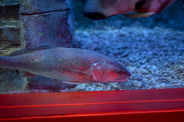 我们如何随机应变,如何才能真正的跟随趋势