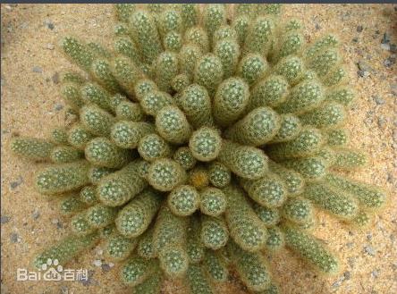 各种仙人掌的种植,仙人掌是扦插好还是带根种植好