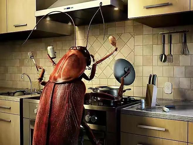 家里小强很多怎么彻底消灭,家里有小强怎么消灭蟑螂