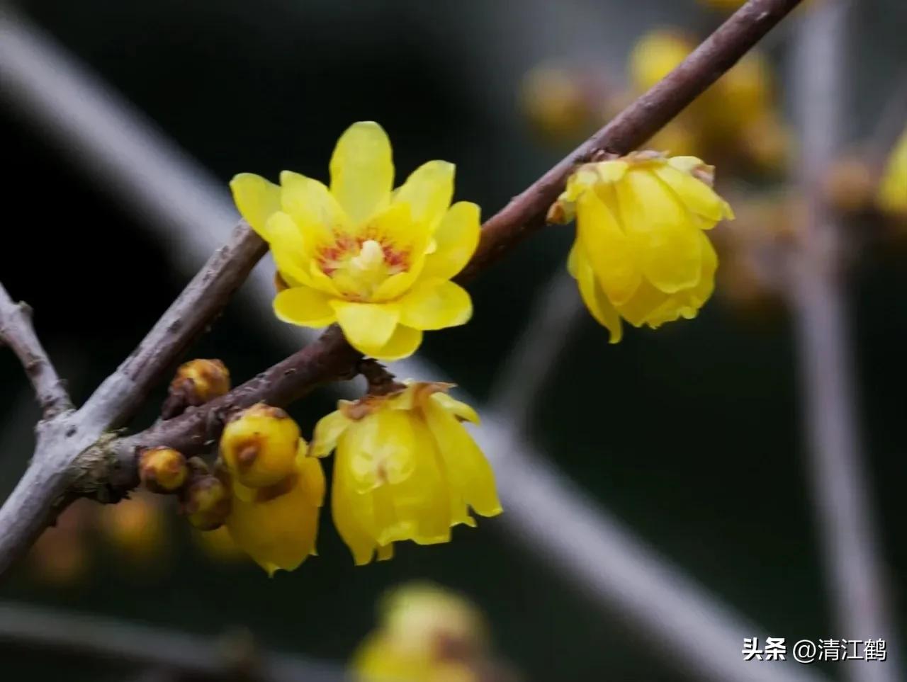 腊梅病虫害图片,腊梅病害