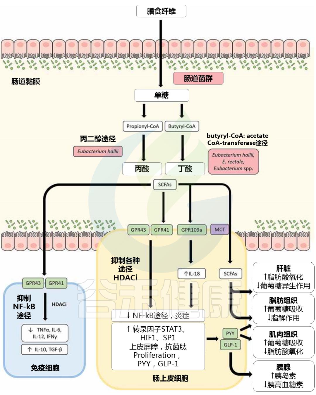肠道中主要的有益菌及其生理功能,肠道革兰阴性杆菌为优势菌群
