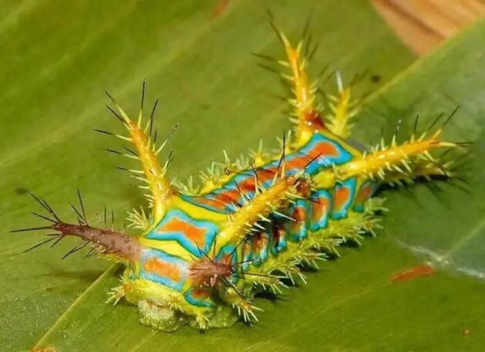 臭虫最怕什么虫子,臭虫最怕的虫子