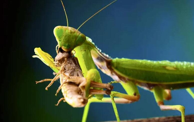 世界上最凶残的几种昆虫视频,最强大最残暴的昆虫