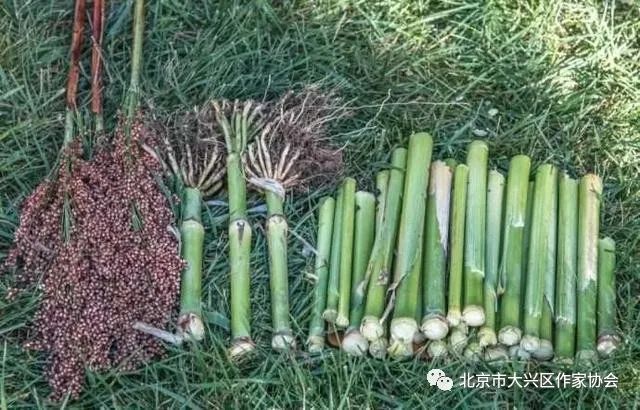 拉大锯扯大锯儿歌怎么唱的,拉大锯扯大锯原唱