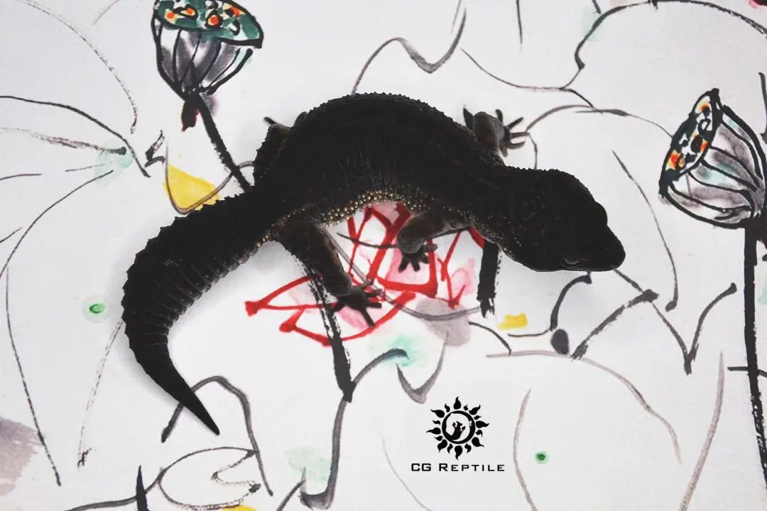 疫情与那些养爬行动物的人