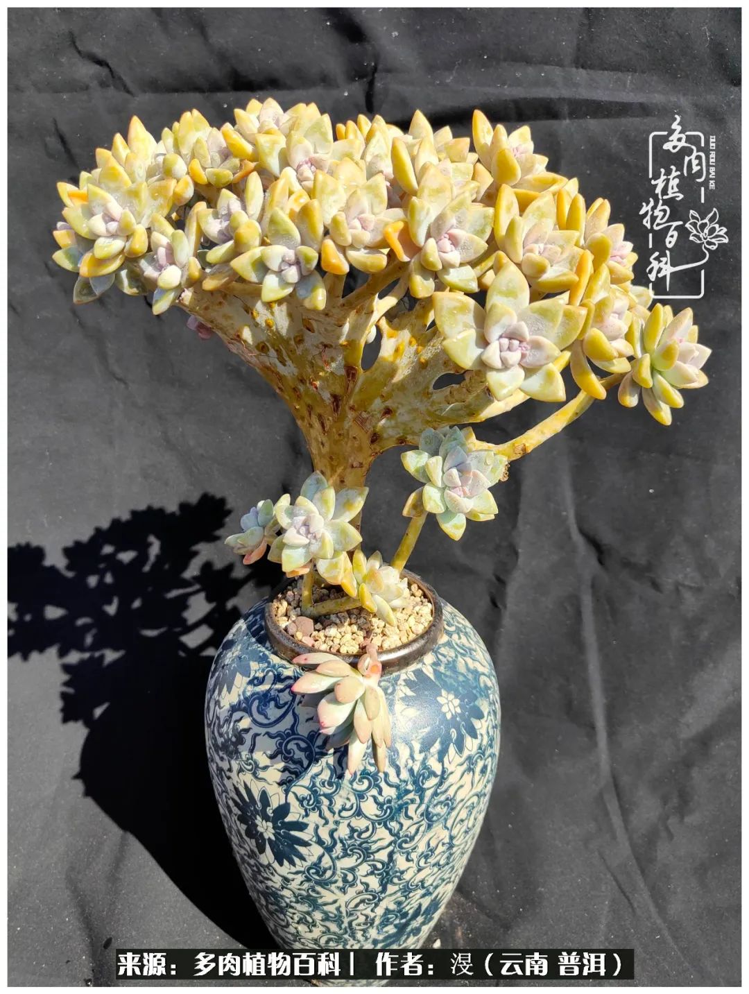 云南的冬天没有云！养肉七年，不谈得失，只论陪伴！