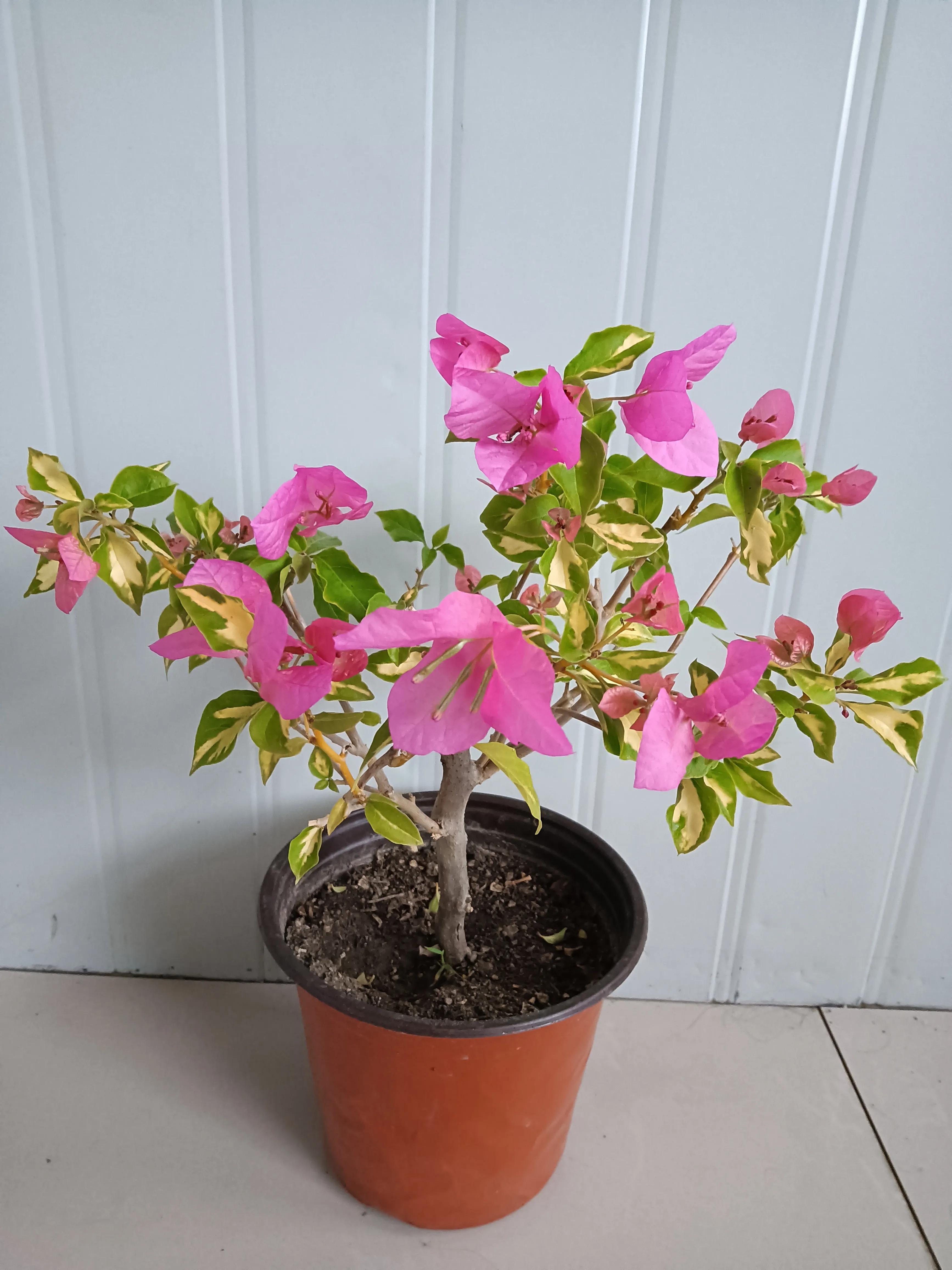 直播间买的花真的好吗,有没有在直播间买花的