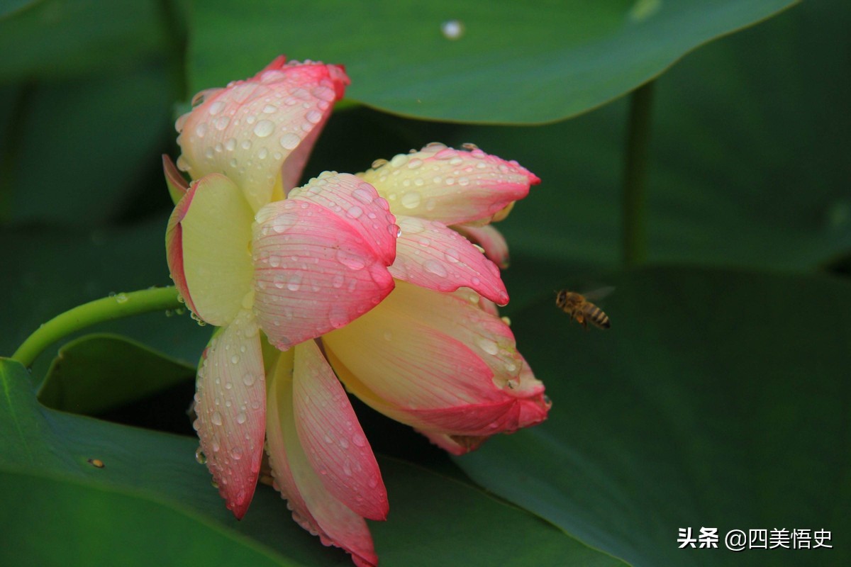 荷花出淤泥而不染濯清涟而不妖,濯清涟而不妖说的是荷花还是莲花