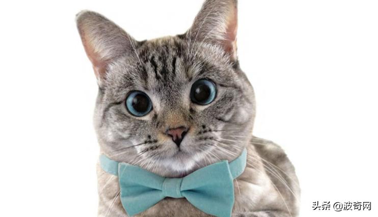 俄罗斯大块头猫咪,来自俄罗斯的猫