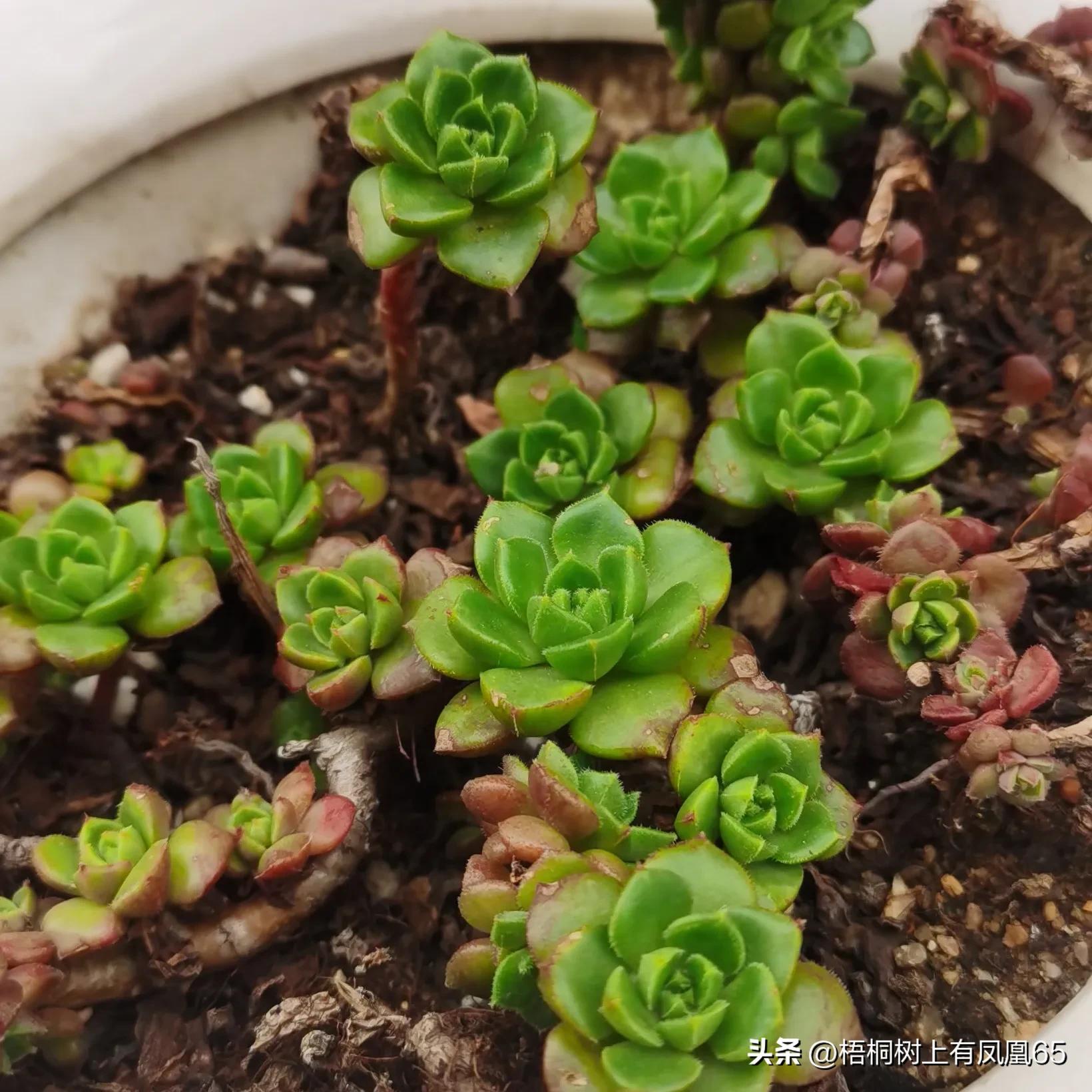 不好也不坏下一句,火焰蒂亚为什么不红