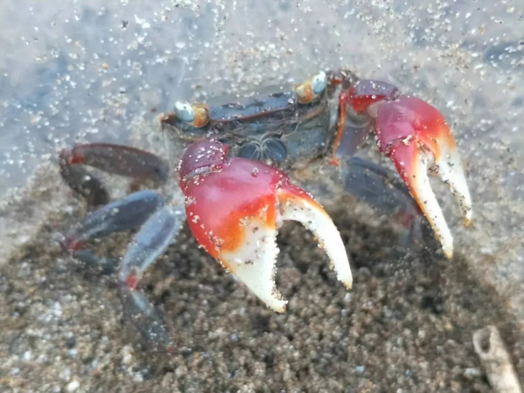 渔山岛和东极岛哪个好看,浙江比东极岛好玩的海岛