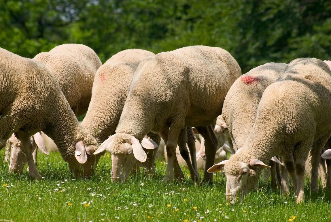 羊发情周期是多少天？羊发情一般持续几天？本文告诉你