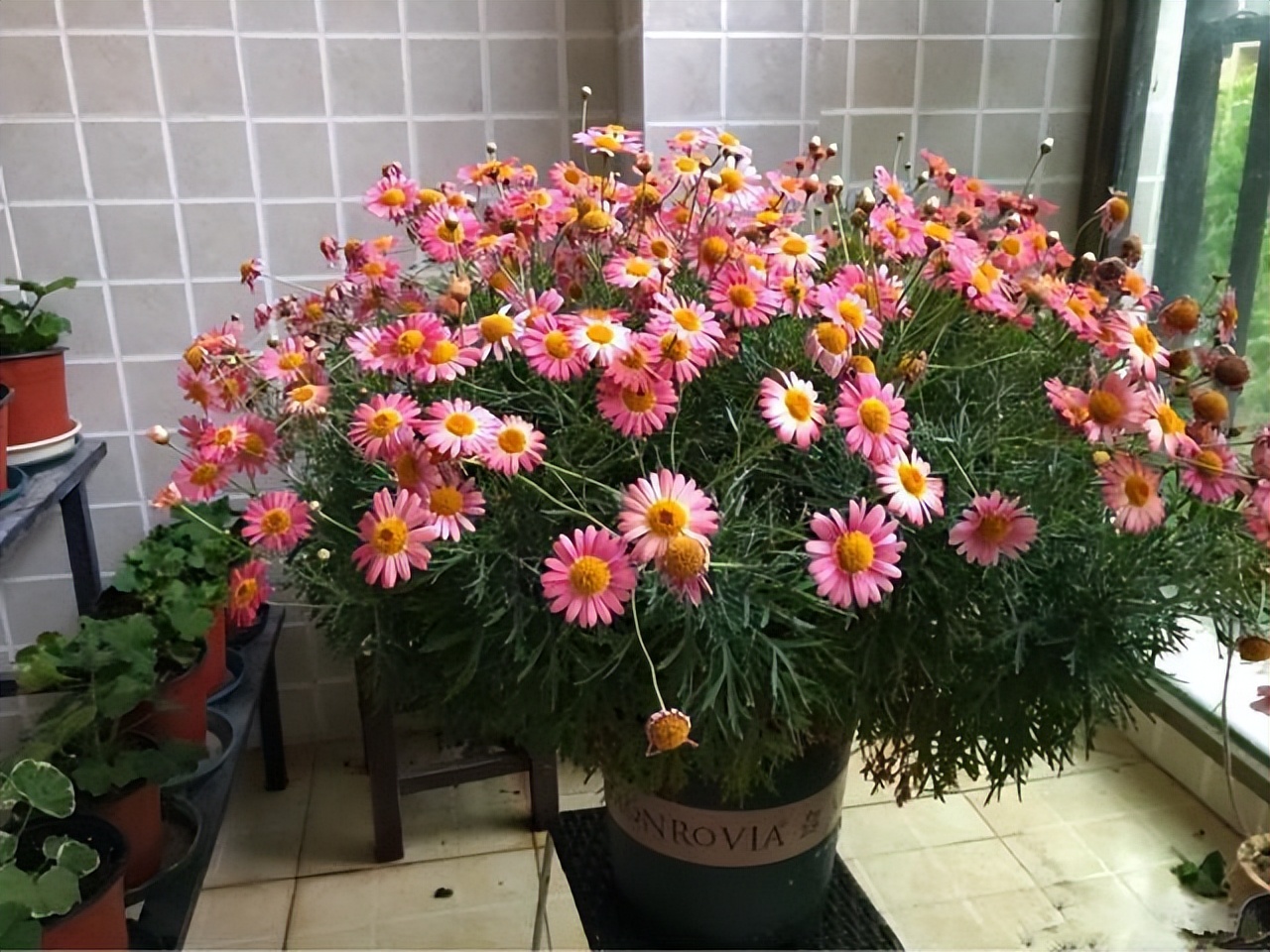 玛格丽特怎么养才长得好,如何养好玛格丽特