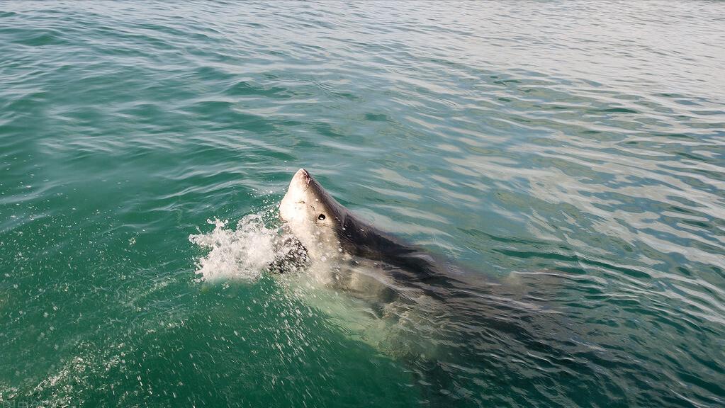 大白鲨咬合力真的只有400公斤吗,十大咬合力最强动物巨齿鲨