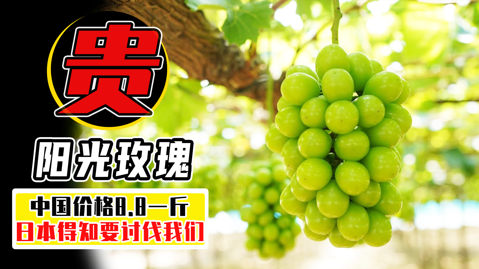 在日本阳光玫瑰多少钱1斤,日本的阳光玫瑰多少钱一斤