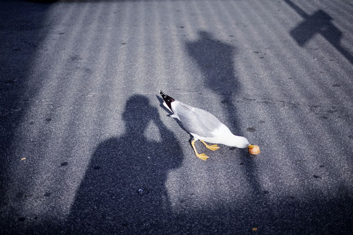 佳能EOSR6MarkII评测,佳能推出EOSR6MarkII视频功能